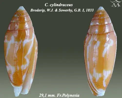 Conus cylindraceus
