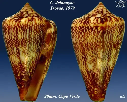 Conus delanoyae