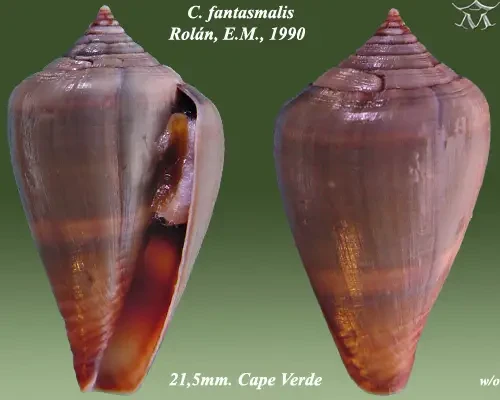 Conus fuscoflavus