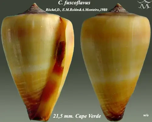 Conus fuscoflavus