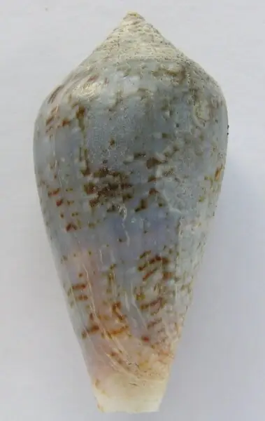 Conus guinaicus Hwass in Brugui?re, 1792  (synonym: Conus grayi Reeve, 1844); Senegal
