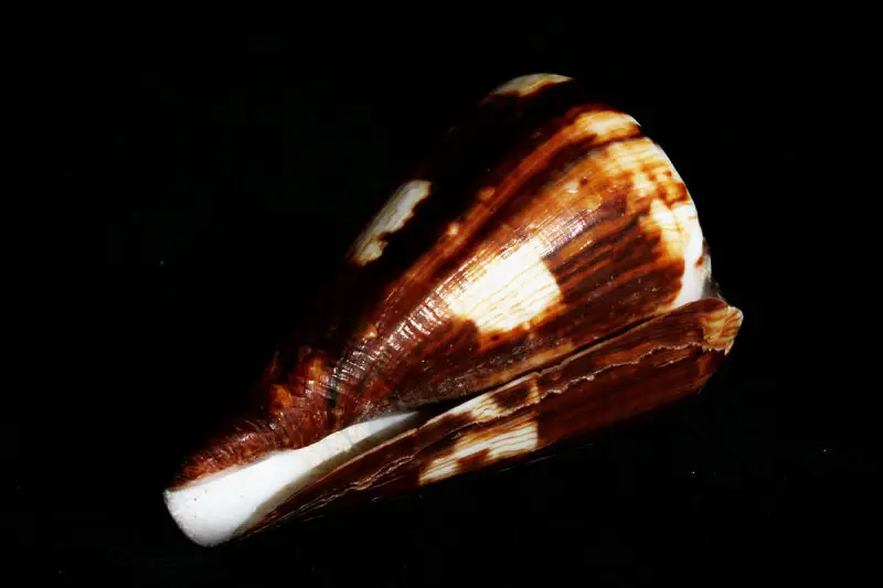 A Conus guinaicus collected near Toliara (Tulear), Madagascar. Note&#160;: this is unlikely to be C. guinaicus as this species is only found in the Atlantic Ocean along Senegal.