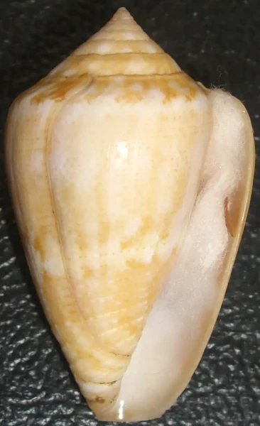 Conus ventricosus mediterraneus