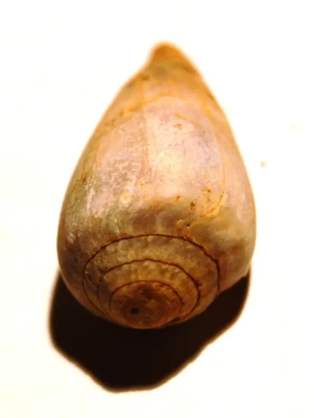 Conus ventricosus mediterraneus