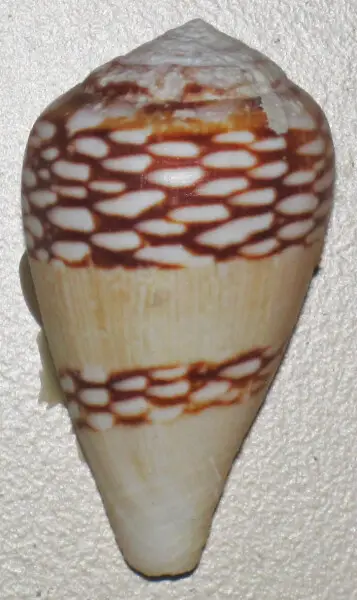 Conus mercator Linnaeus, 1758 - trader cone snail shell (abapertural view), modern (latest Holocene). (public display, Bailey-Matthews Shell Museum, Sanibel Island, Florida, USA)
The gastropods (snails &amp; slugs) are a group of molluscs that occupy mari