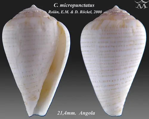 Conus micropunctatus Facts, Diet, Habitat & Pictures on Animalia.bio