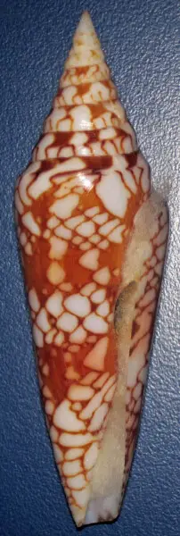 Conus milneedwardsi Jousseaume, 1894 - Glory of India cone snail shell (apertural view), modern (latest Holocene). (public display, Bailey-Matthews Shell Museum, Sanibel Island, Florida, USA)
The gastropods (snails &amp; slugs) are a group of molluscs tha