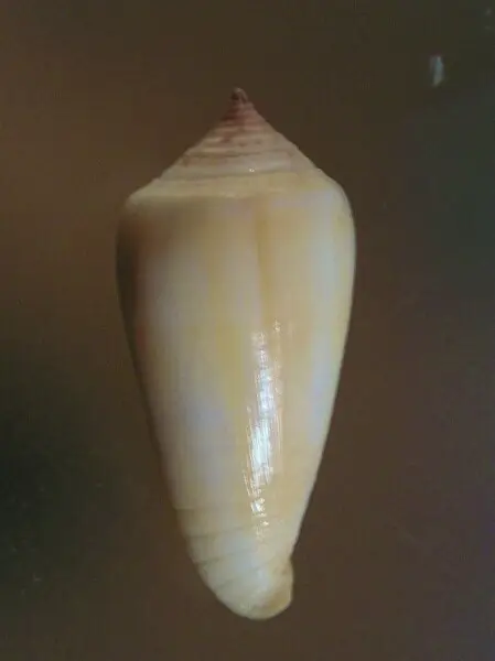 Conus ochroleucus tmetus Tomlin, 1937 (synonym: Conus pilkeyi E. J. Petuch, 1974); the Philippines
