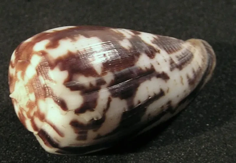 Conus petergabrieli