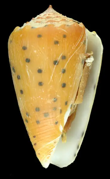 PRESERVED_SPECIMEN; Conus pulicarius Hwass, 1792; Type status: 	N/A; Identified by:	Monnier E. &amp; Tenorio M.; Individual count:	1; Event date: 	2014-06-05T00:00:00Z