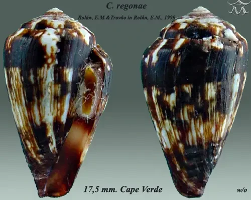 Conus regonae
