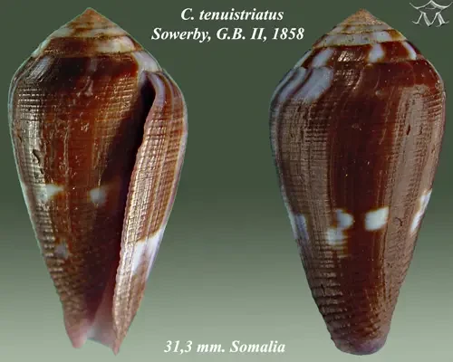 Conus tenuistriatus