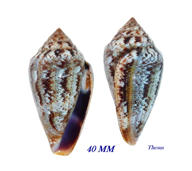 Conus ventricosus mediterraneus