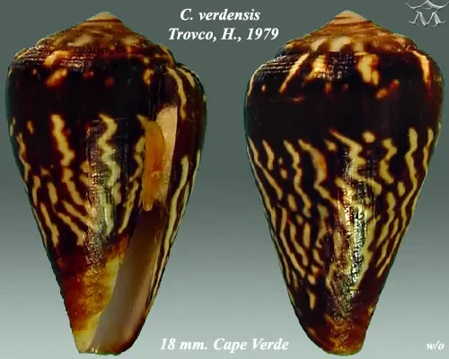 Conus verdensis
