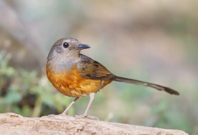 White-rumped shama - Facts, Diet, Habitat & Pictures on Animalia.bio