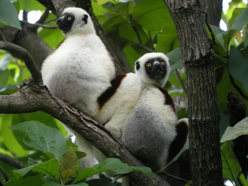 Coquerel's Sifakas, Ankarafantsika National Park, Madagascar