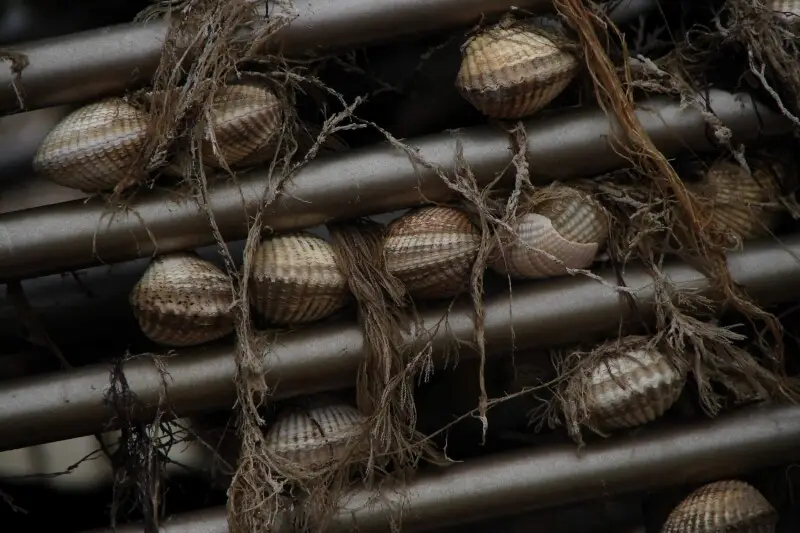 Common cockle Facts, Diet, Habitat & Pictures on Animalia.bio