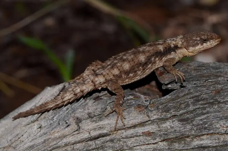 Limpopo Girdled Lizard (Cordylus jonesii)
