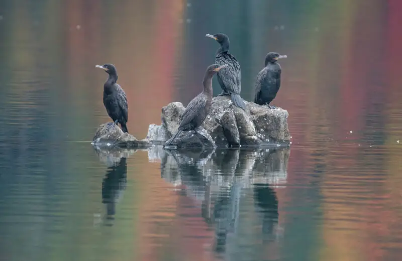 500px provided description: Conguillio lake, Chile [#lake ,#reflections ,#water ,#reflection ,#pool ,#fall ,#pond ,#swan ,#chile ,#oto?o ,#riverbank ,#jetty ,#conguillio ,#cormoran ,#water bird ,#water surface ,#standing water]