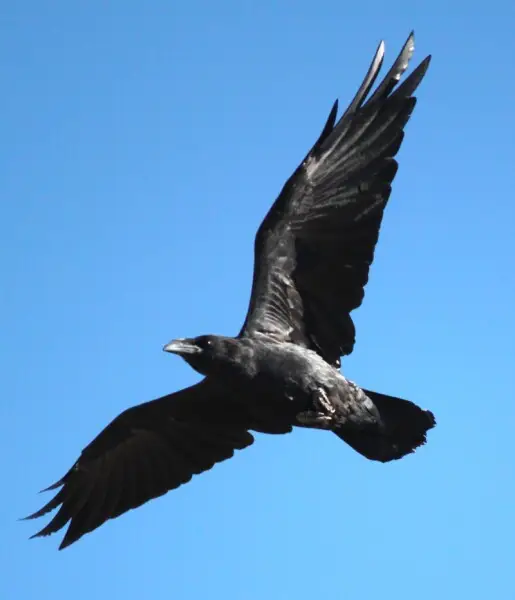 Chihuahuan Raven (Corvus cryptoleucus) in flight, Sonora Desert Museum.
