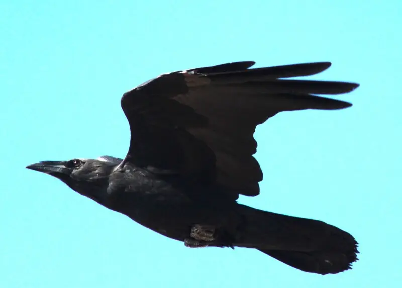 Wei?halsrabe (Corvus cryptoleucus) im Flug, Sonora Desert Museum.
  Chihuahuan Raven (Ccryptoleucus) in flight, Sonora Desert Museum.