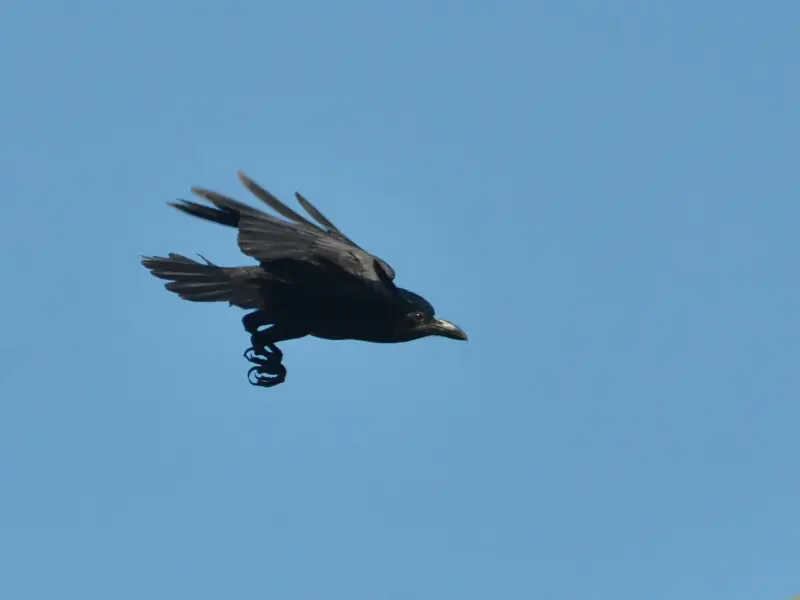 Slender-billed crow (Corvus enca celebensis) at Warembungan, North Sulawesi