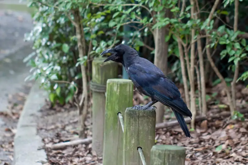 Large-billed Crow Corvus macrorhynchos, Kyoto Imperial Palace, Kyoto, Japan.