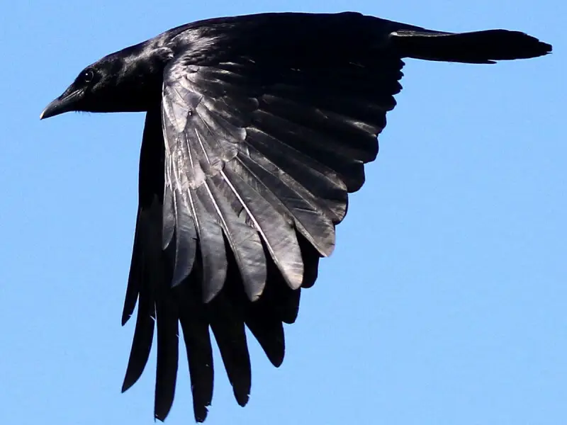 Fish crow at Cape May Point State Park, USA