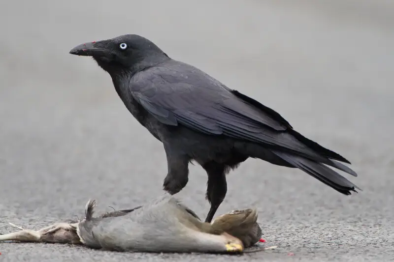 Forest Raven (Corvus tasmanicus) eating the remains of a Tasmanian Nativehen (Gallinula mortierii) after it was hit by a car, Collinsvale, Tasmania, Australia.