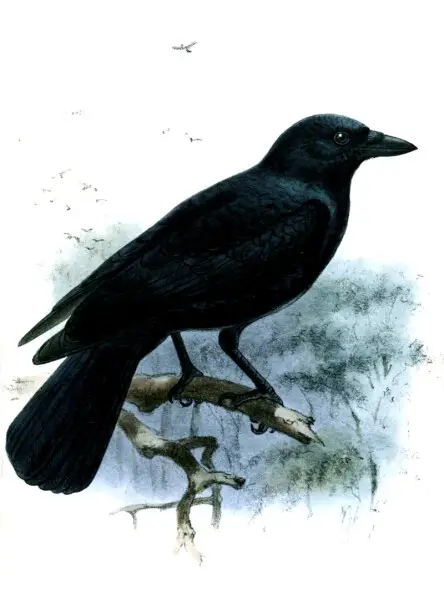 Corvus moneduloides, New Caledonian Crow