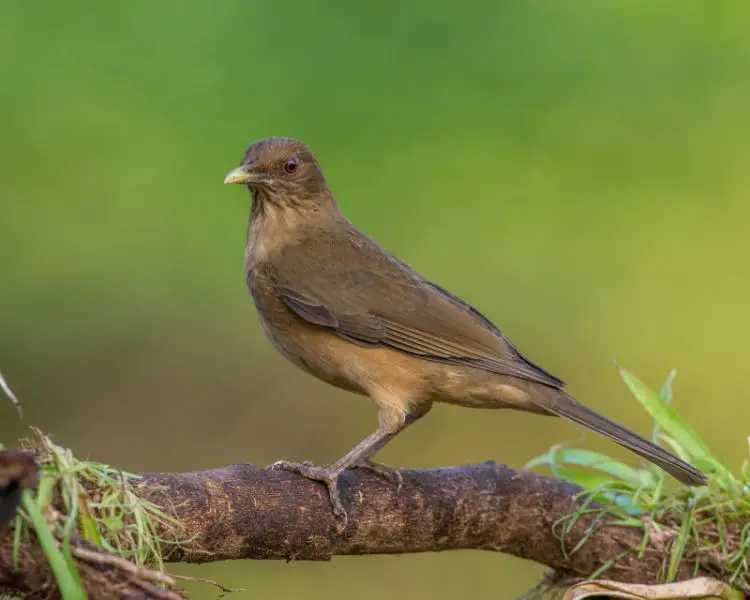 Costa Rica's National Bird