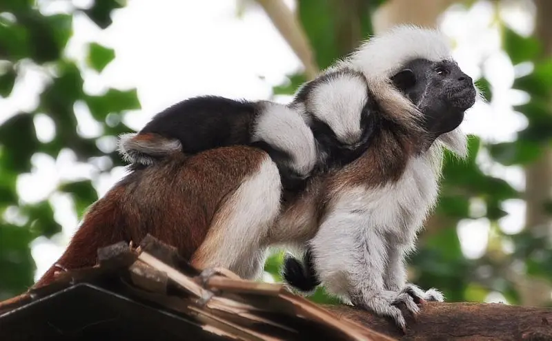 Cotton Top Tamarin And Her Babies (DSC_0015)