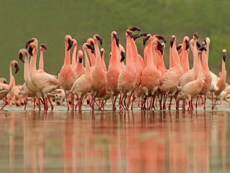 Lesser Flamingo photo