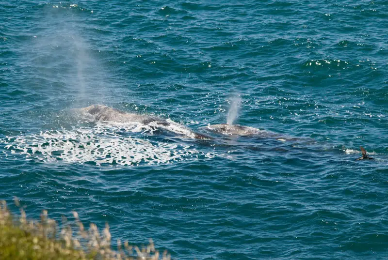 Cow and Calf Gray Whale at Yaquina Head ONA