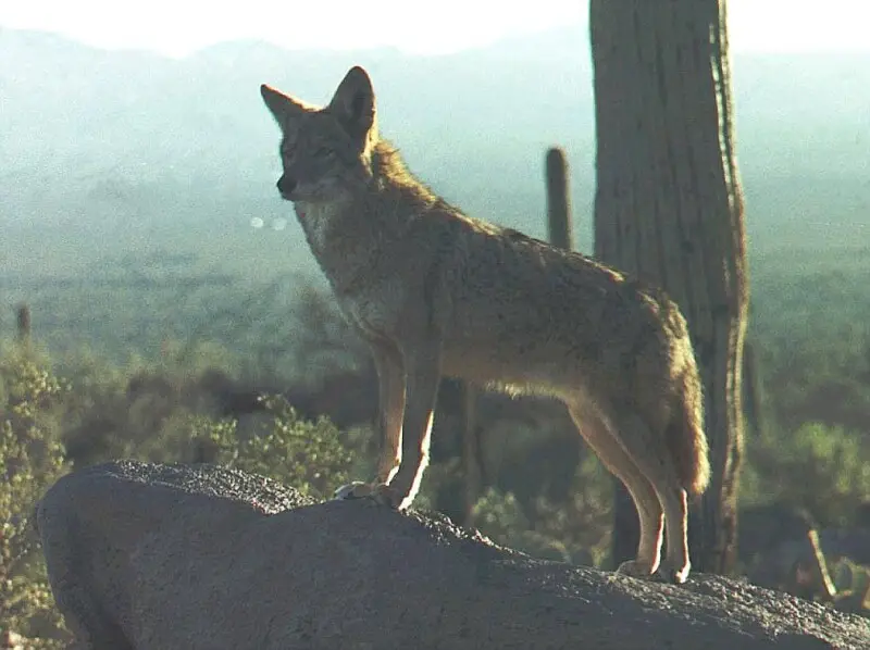 Coyote_Arizona