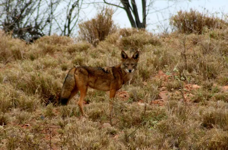 Coyote (Canis latrans) rondando vaquillas en un rancho cerca de Mazat?n, Sonora, M?xico. 28?59?23.6?N 110?2?10.1?W&#xfeff; / &#xfeff;28.989889?N 110.036139?W&#xfeff; / 28.989889; -110.036139

Camera location28?&#160;59?&#160;23.6?&#160;N, 110?&#160;02?&#1