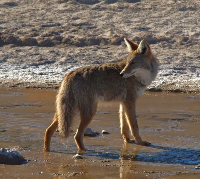 Coyote, Salt Creek Marsh, Death Valley National Park.