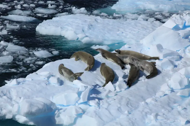 Crabeater Seal - Facts, Diet, Habitat & Pictures on Animalia.bio