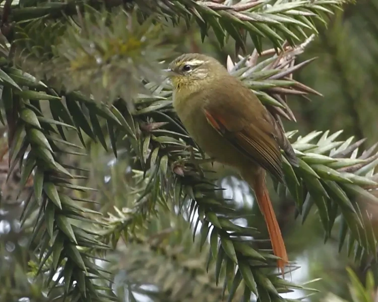 Olive spinetail