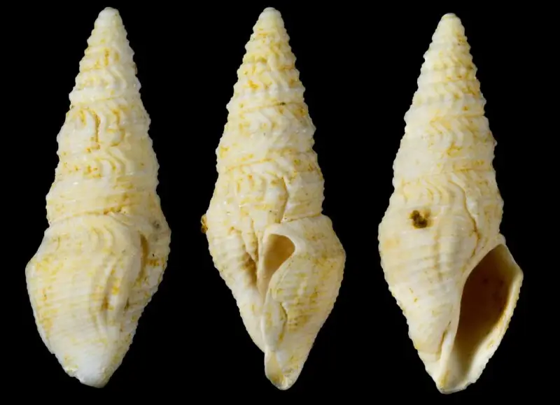 Crassispira angulosa (G.P. Deshayes, 1834)&#160;; family Pseudomelatomidae; fossil; Paris Basin, France