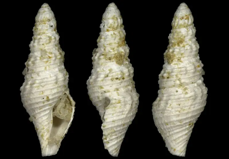 Crassispira hypermeces (Cossmann, 1889); family Pseudomelatomidae; fossil, France