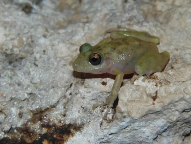 An adult female Craugastor yucatanensis found inside a cave at Opich?n, Yucat?n, Mexico. Photo by Pedro E. Nahuat Cervera.