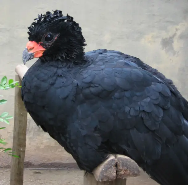 Crax blumenbachii in the Rio de Janeiro Zoo, Brazil.