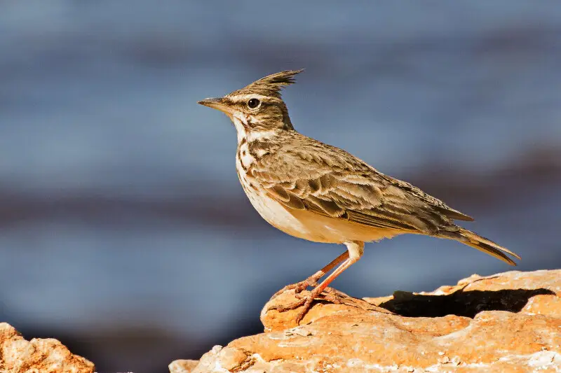 500px provided description: The crested lark (Galerida cristata) is a species of lark distinguished from the other 81 species of lark by the crest of feathers that rise up in territorial or courtship displays and when singing. 
Common to mainland Europe, 