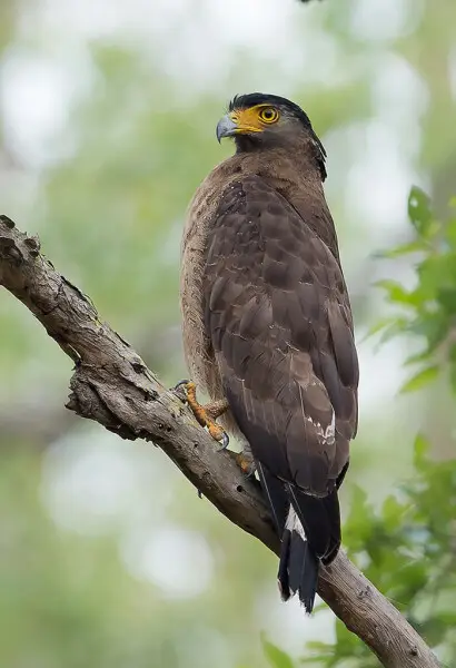 Crested serpent eagle - Facts, Diet, Habitat & Pictures on Animalia.bio