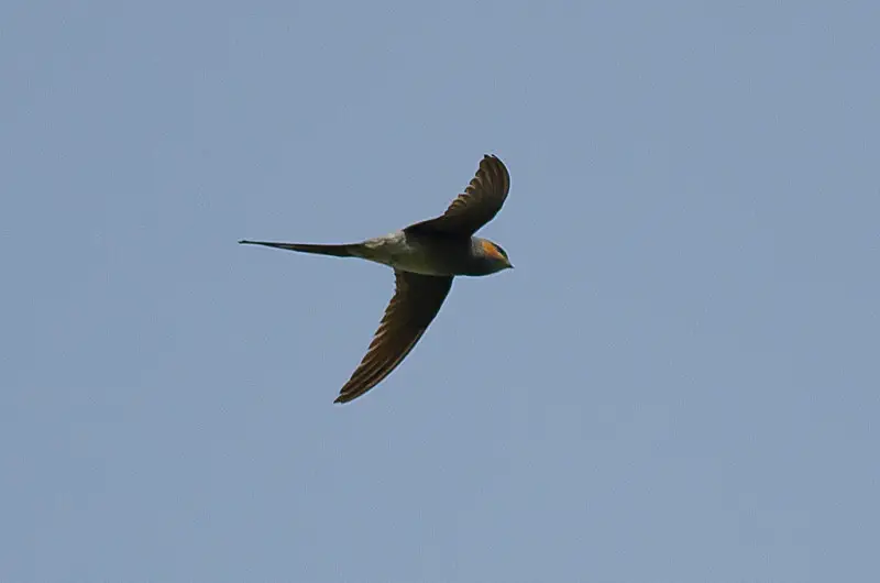 Crested treeswift - Facts, Diet, Habitat & Pictures on Animalia.bio