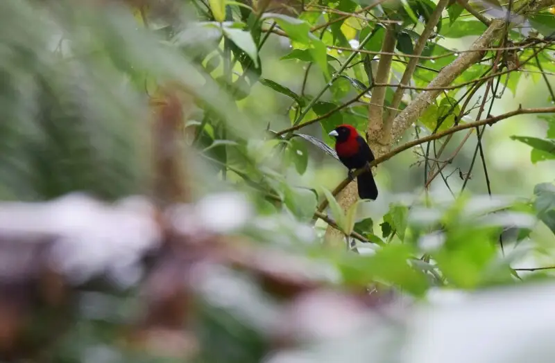 Costa Rica 2/9/16