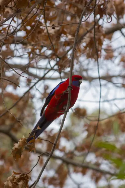 500px provided description: Out walking around Red Hill, a Rosella alights on a branch. [#autumn ,#sky ,#red ,#bird ,#blue ,#tree ,#branch ,#animal ,#wildlife ,#australia ,#canberra ,#rosella ,#Crimson]