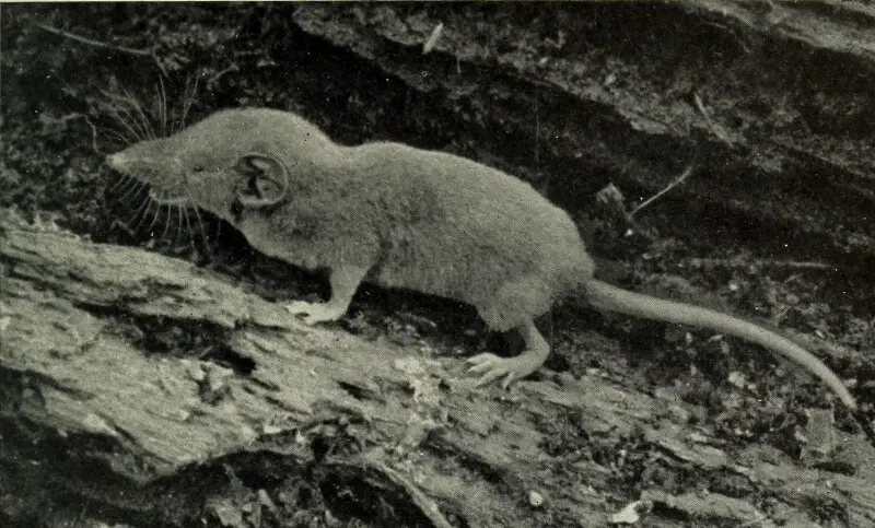 Crocidura jacksoni denti Dollman. Female adult.
Title: The Congo Expedition of the American Museum of Natural History
Identifier: congoexpeditiono00osbo (find matches)
Year: 1919 (1910s)
Authors: Osborn, Henry Fairfield, 1857-1935; American Museum of Natu