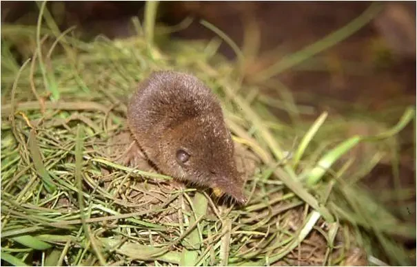 North African white-toothed shrew